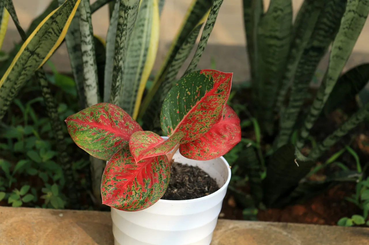 Aglaonema o czerwono-zielonych liściach w białej doniczce, w tle sansewierie