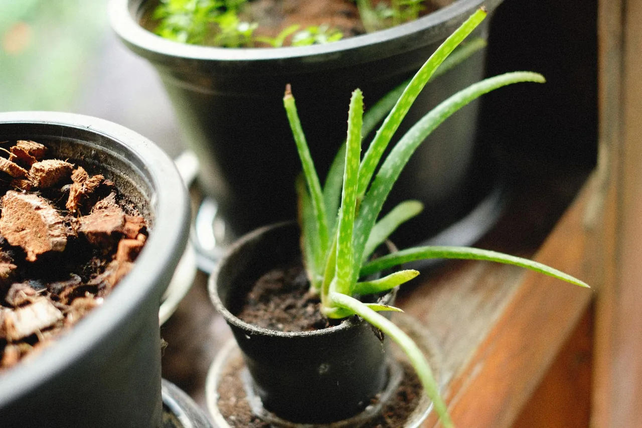 Aloes zwyczajny (Aloe vera) w terakotowej doniczce na jasnym parapecie
