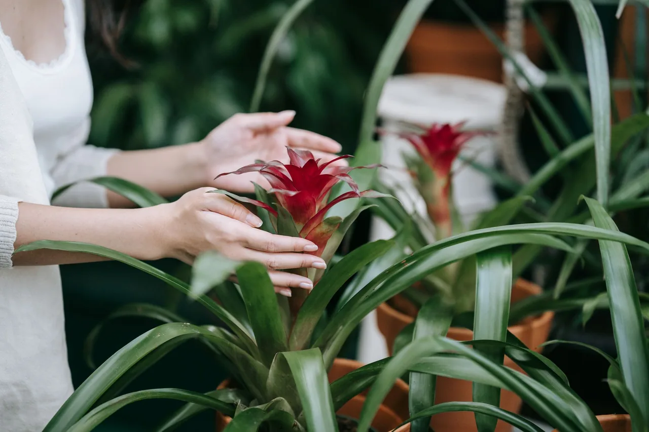 Guzmania z czerwoną rozetą kwiatową w donicy, dłonie poprawiające liście