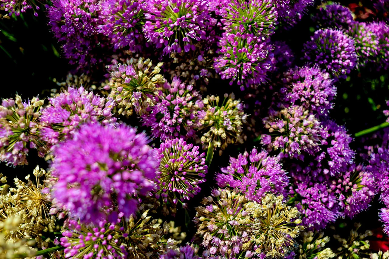 Fioletowe kule czosnku ozdobnego (allium) kwitnące nad rabatą bylinową