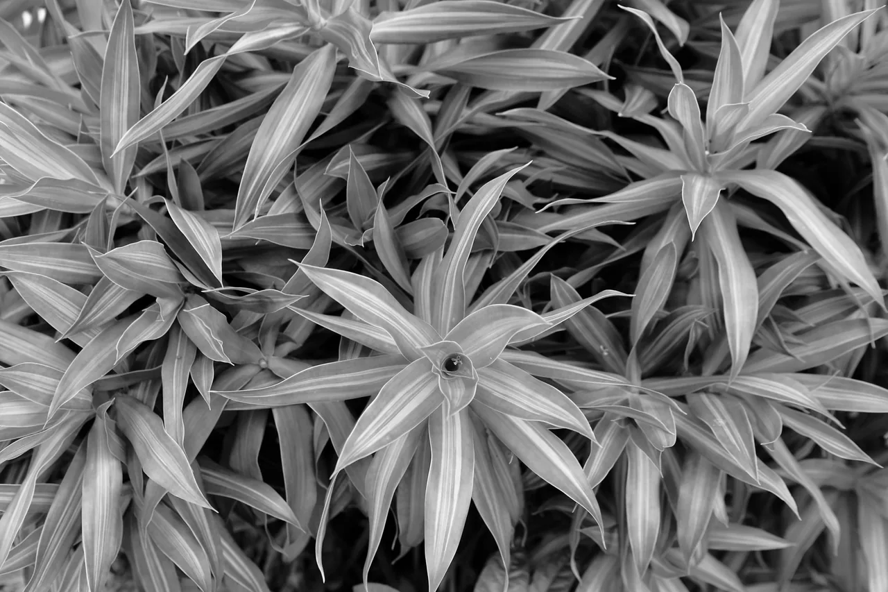 Dracena marginata w doniczce przy oknie — pielęgnacja rośliny doniczkowej