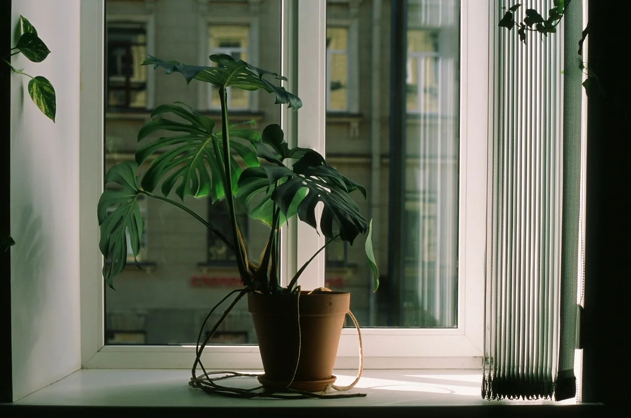 Monstera w terakotowej donicy przy oknie — duży soliter w aranżacji wnętrza