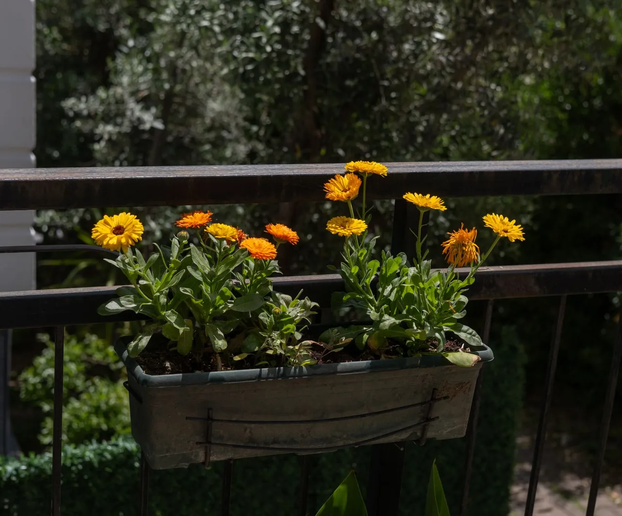 Słoneczny balkon zachodni z pelargoniami, surfiniami i lawendą w donicach