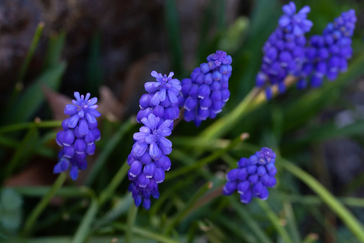 Kwitnące niebieskofioletowe szafirki (muscari) w wiosennym ogrodzie