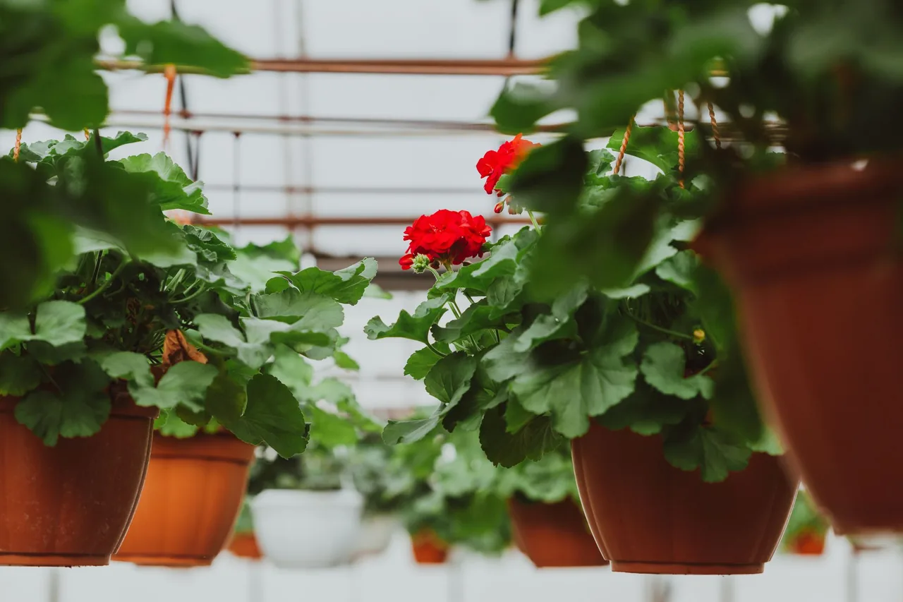 Pelargonie w doniczkach przygotowane do zimowania w chłodnym pomieszczeniu